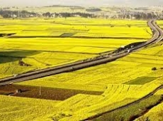 ĐẤT TRỒNG LÚA CÓ THẾ CHẤP ĐỂ VAY NGÂN HÀNG ĐƯỢC KHÔNG?